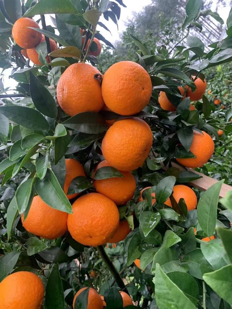 桂林沃柑，果面干净的电商果，市场对接，食品工厂炸汁原料