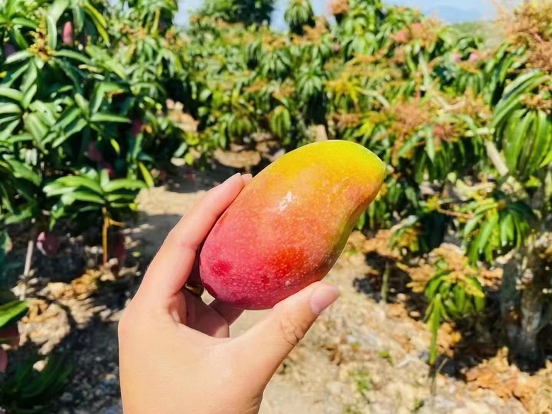 贵妃芒果实展示