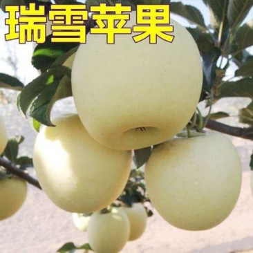 瑞雪苹果苗