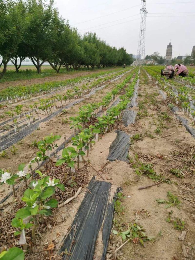 维纳斯黄金苹果苗