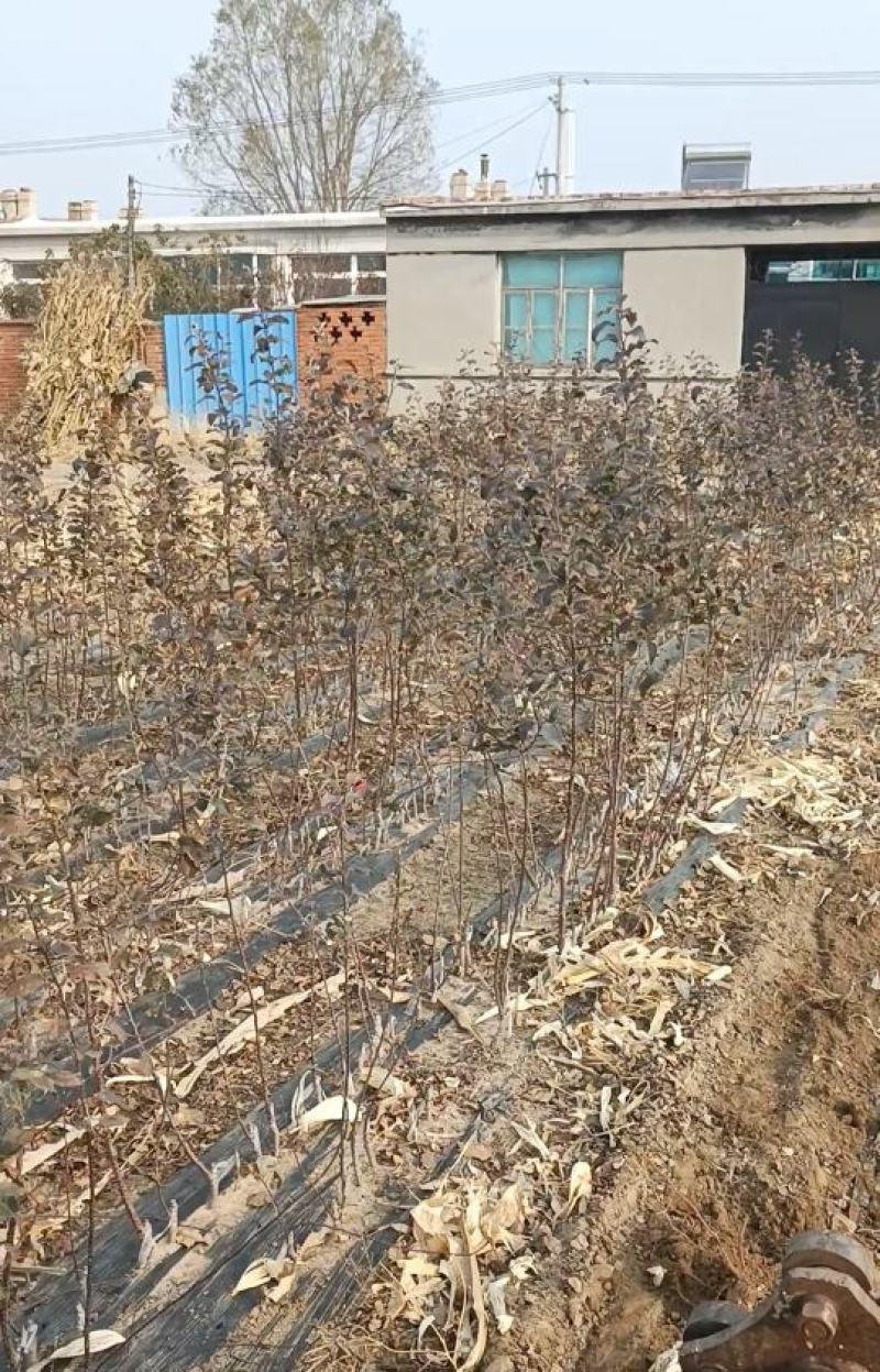 维纳斯黄金苹果苗