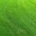 本公司常年种植绿化草坪，货真价实，保质保量