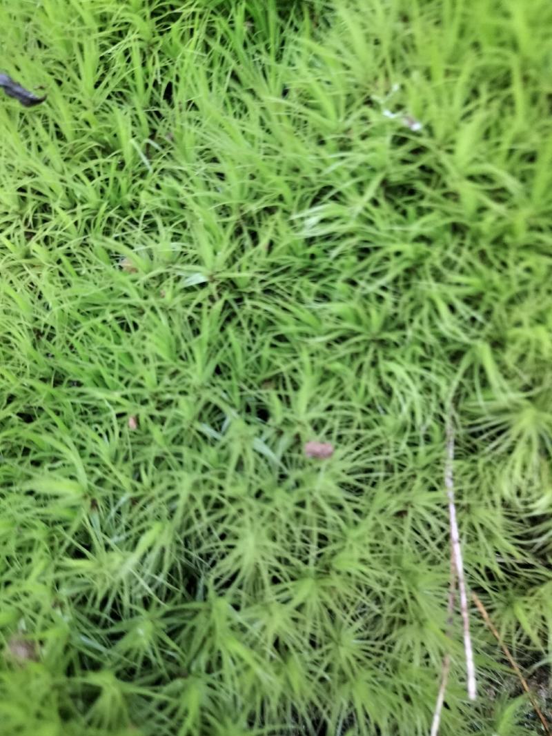 台藓