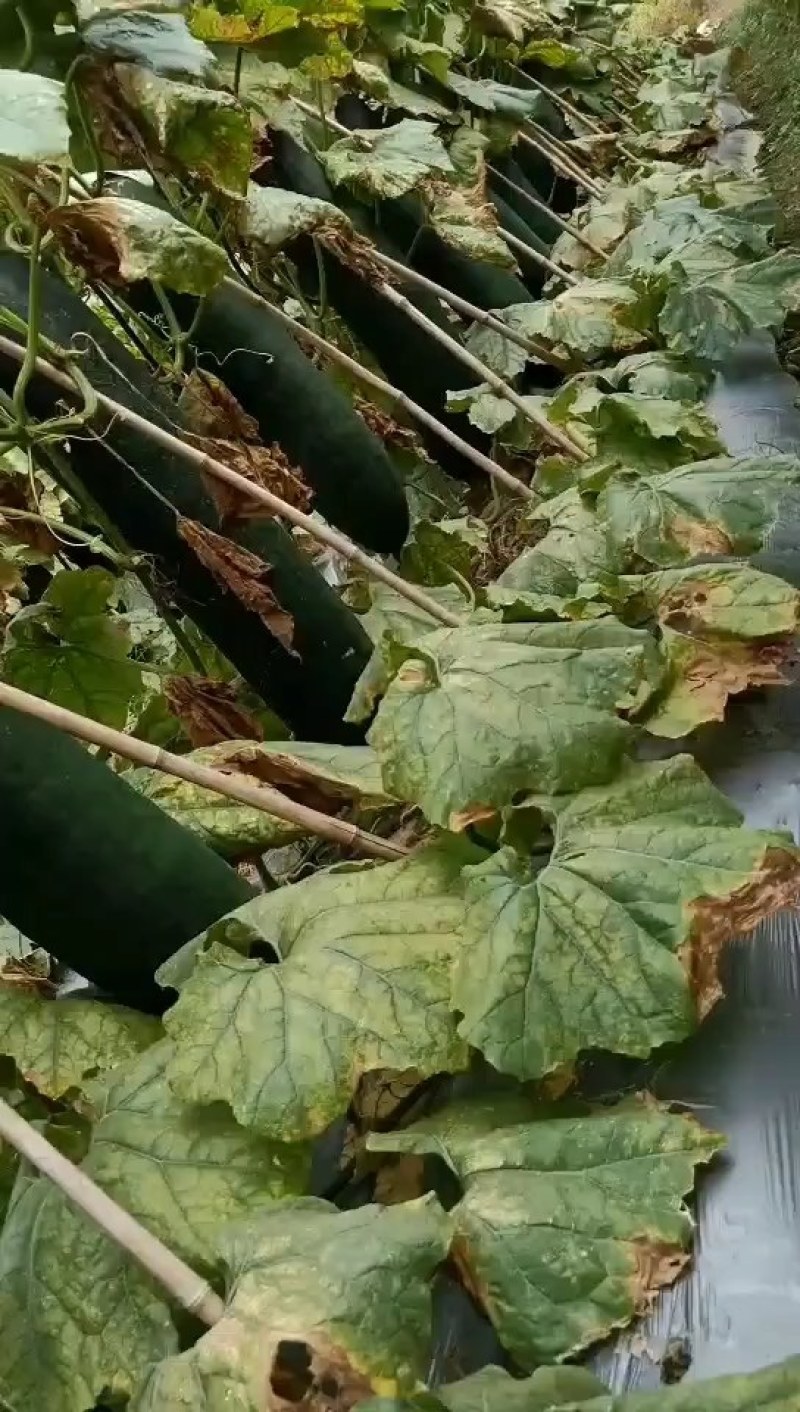 广东吊冬瓜黑皮冬瓜产地直发货源充足支持视频看货