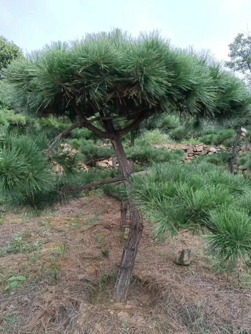 有需要黑松的朋友联系