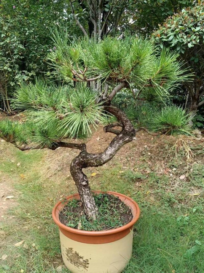 有需要黑松的朋友联系