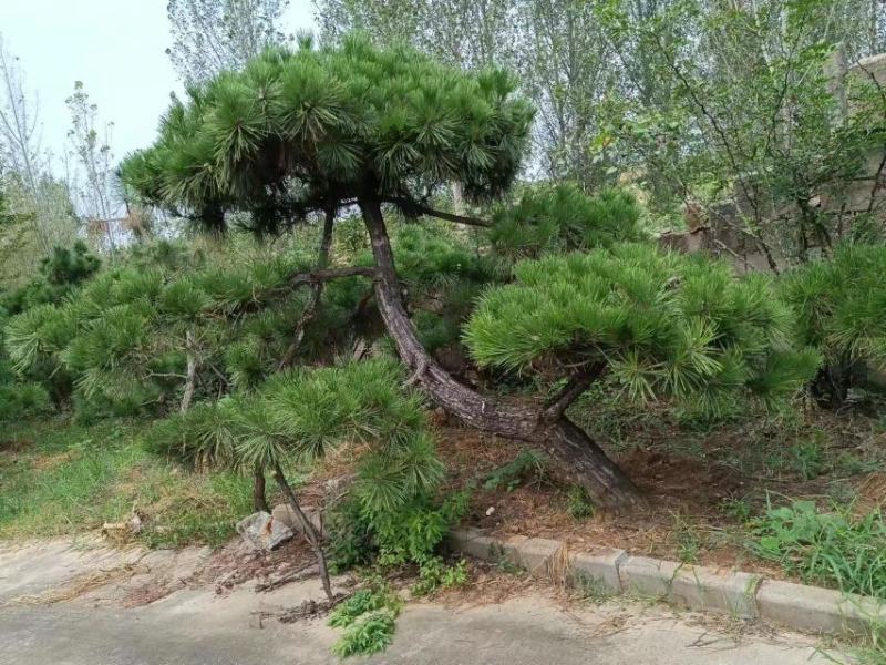 有需要黑松的朋友联系
