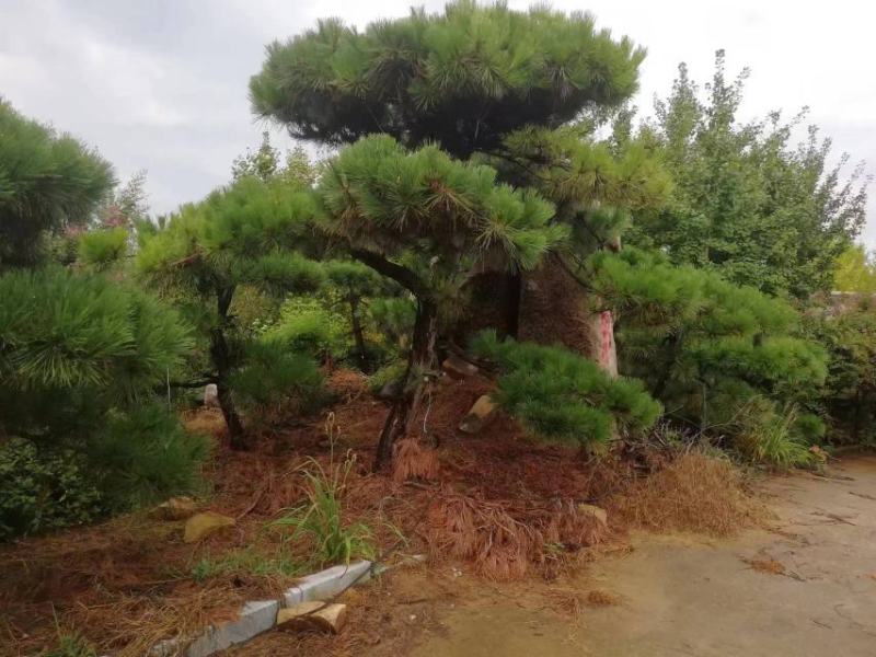 有需要黑松的朋友联系