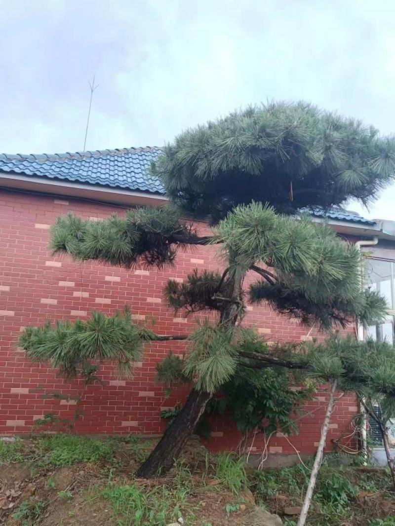 有需要黑松的朋友联系