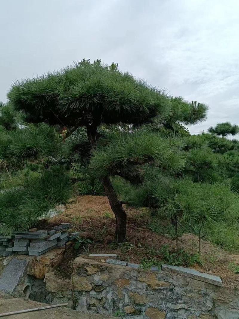 有需要黑松的朋友联系
