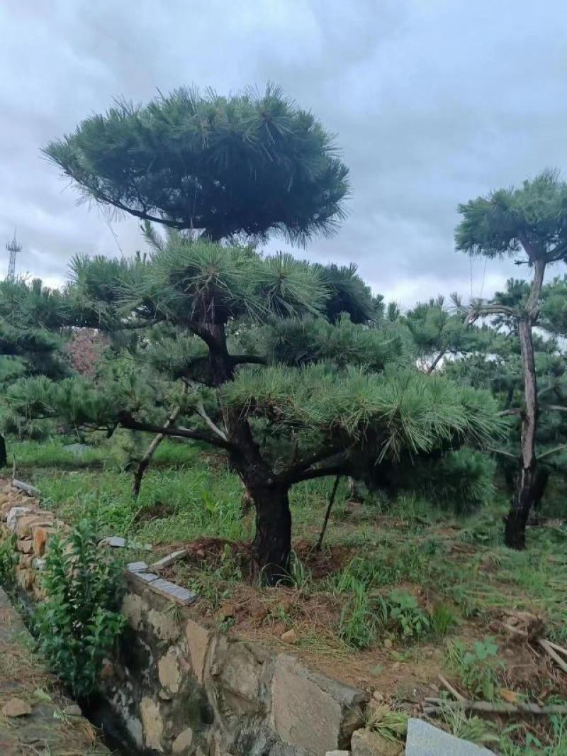 有需要黑松的朋友联系