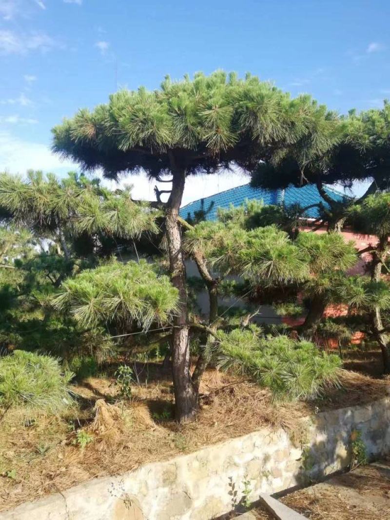 有需要黑松的朋友联系