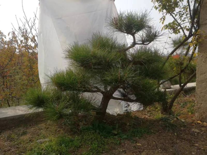 有需要黑松的朋友联系