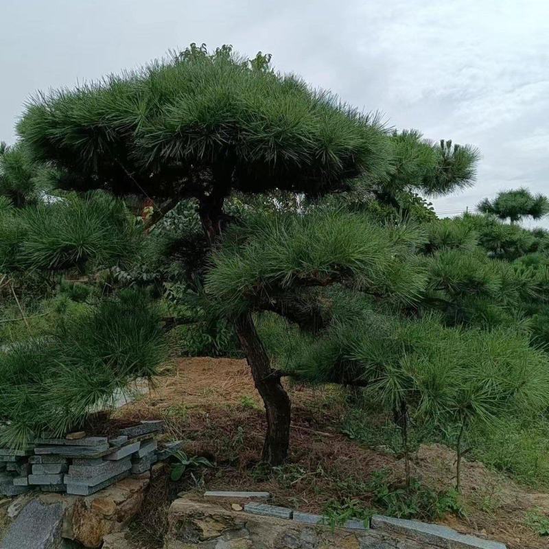 有需要黑松的朋友联系