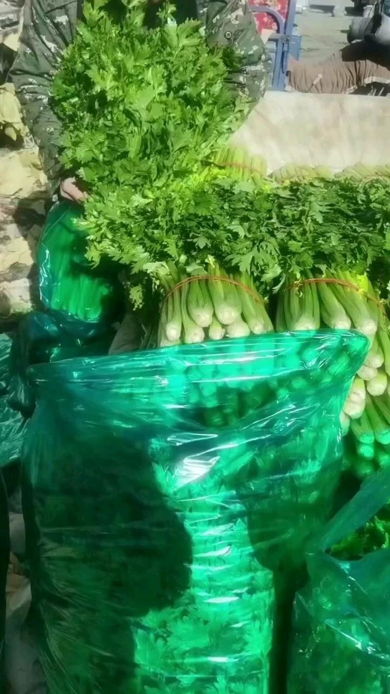 河北昌黎大面积中颗法国皇后芹菜大量上市70cm以上欢迎
