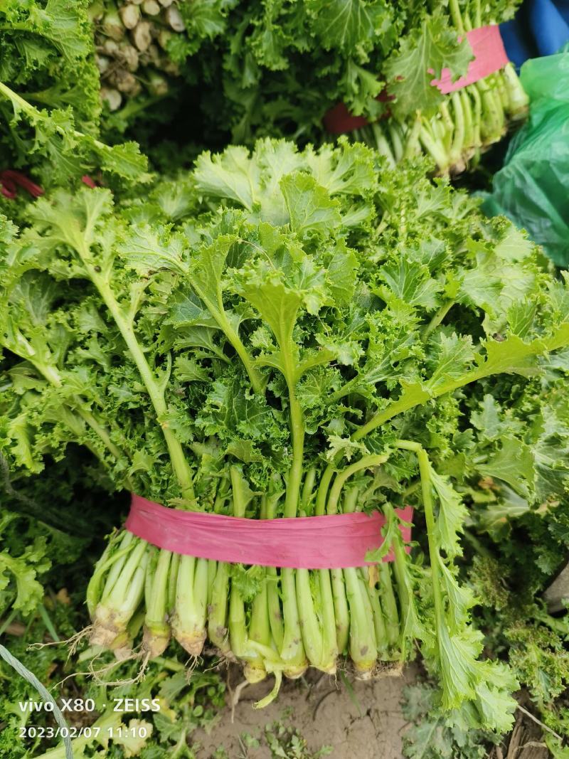 大量供应雪里红，货源稳定，质量非常好，要的老板联系