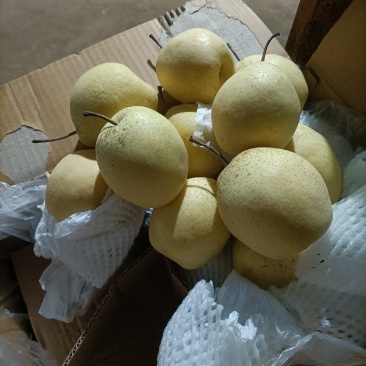河北雪花梨，加工罐头理想水果，个大耐