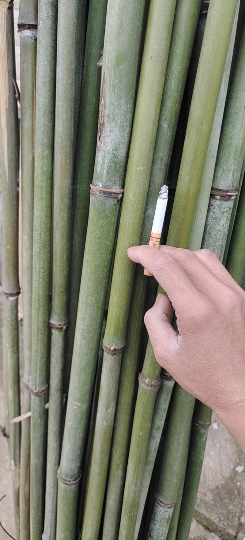 菜架竹，冬瓜竹，豆角利，各种规格定制