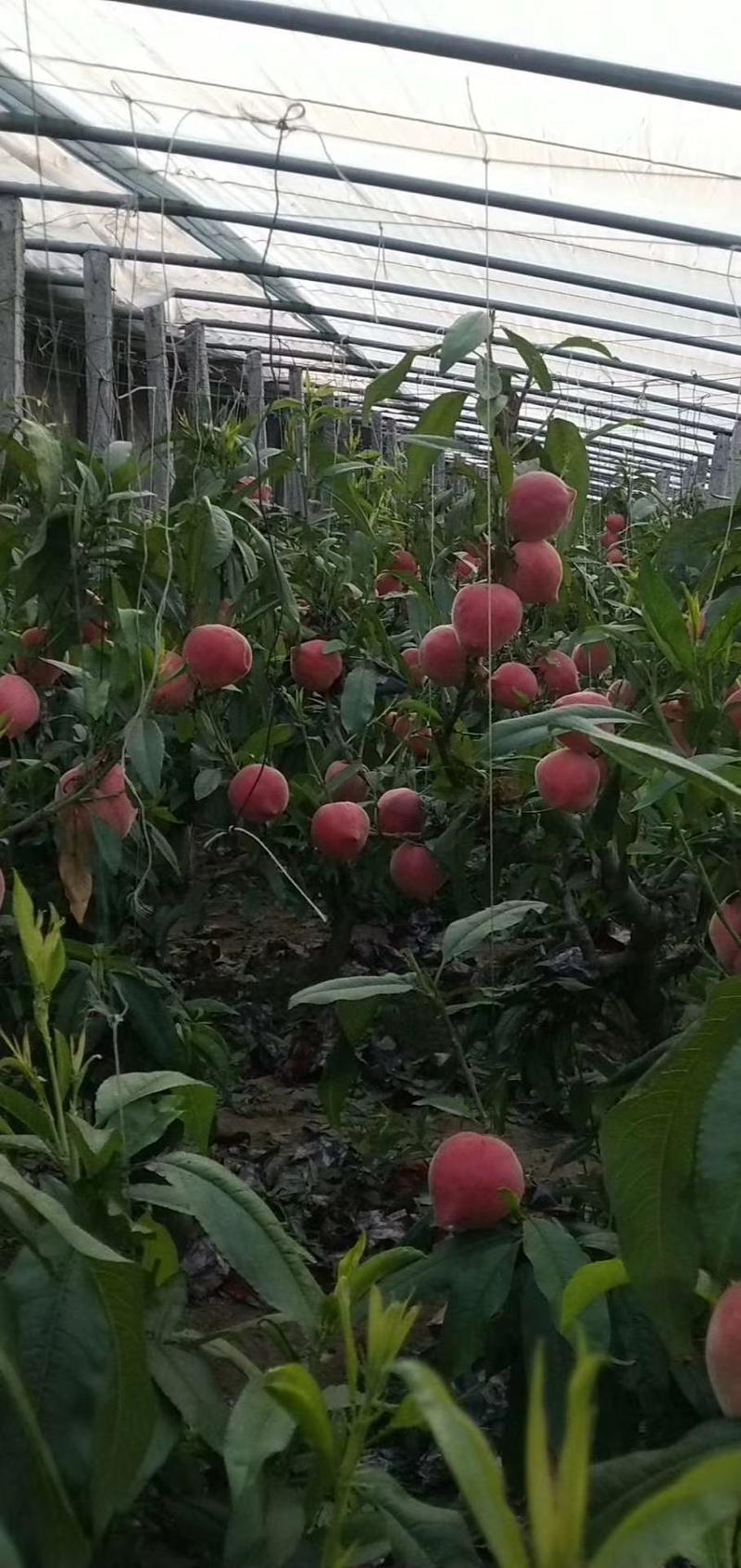 【一手货源】大棚桃子产地，蜜桃大量上市，产地直发货源充足