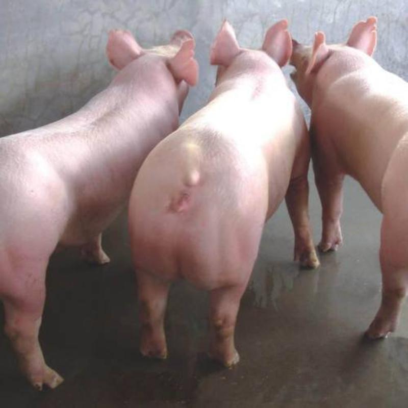 母猪全国发货，产地直发一手货源，疫苗齐全，欢迎选购！
