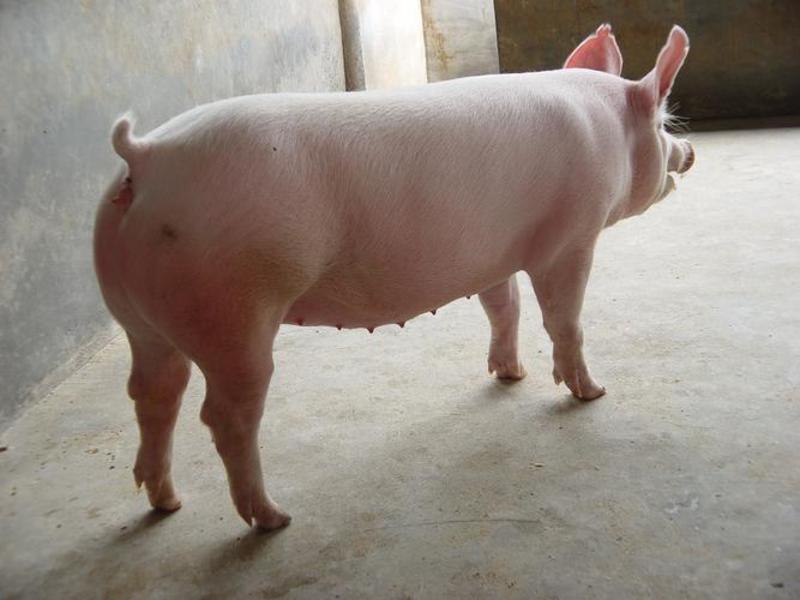 母猪全国发货，产地直发一手货源，疫苗齐全，欢迎选购！