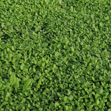 千屈菜