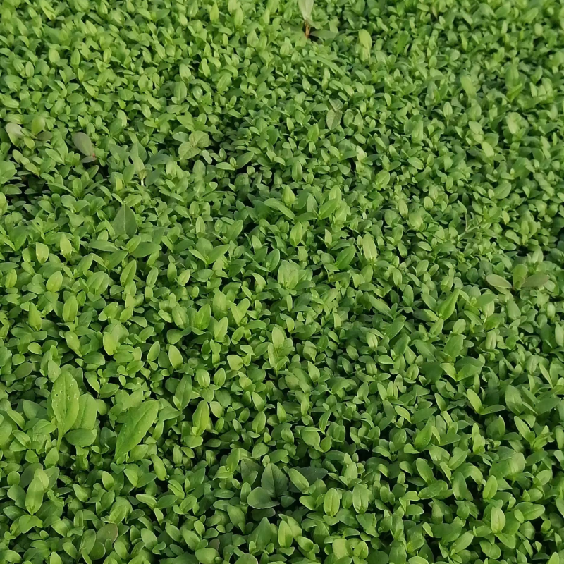千屈菜