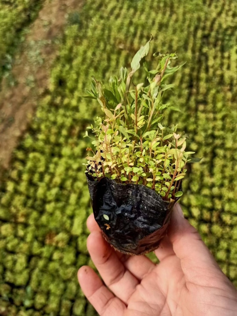 千屈菜