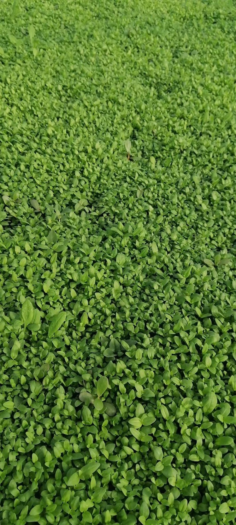 千屈菜