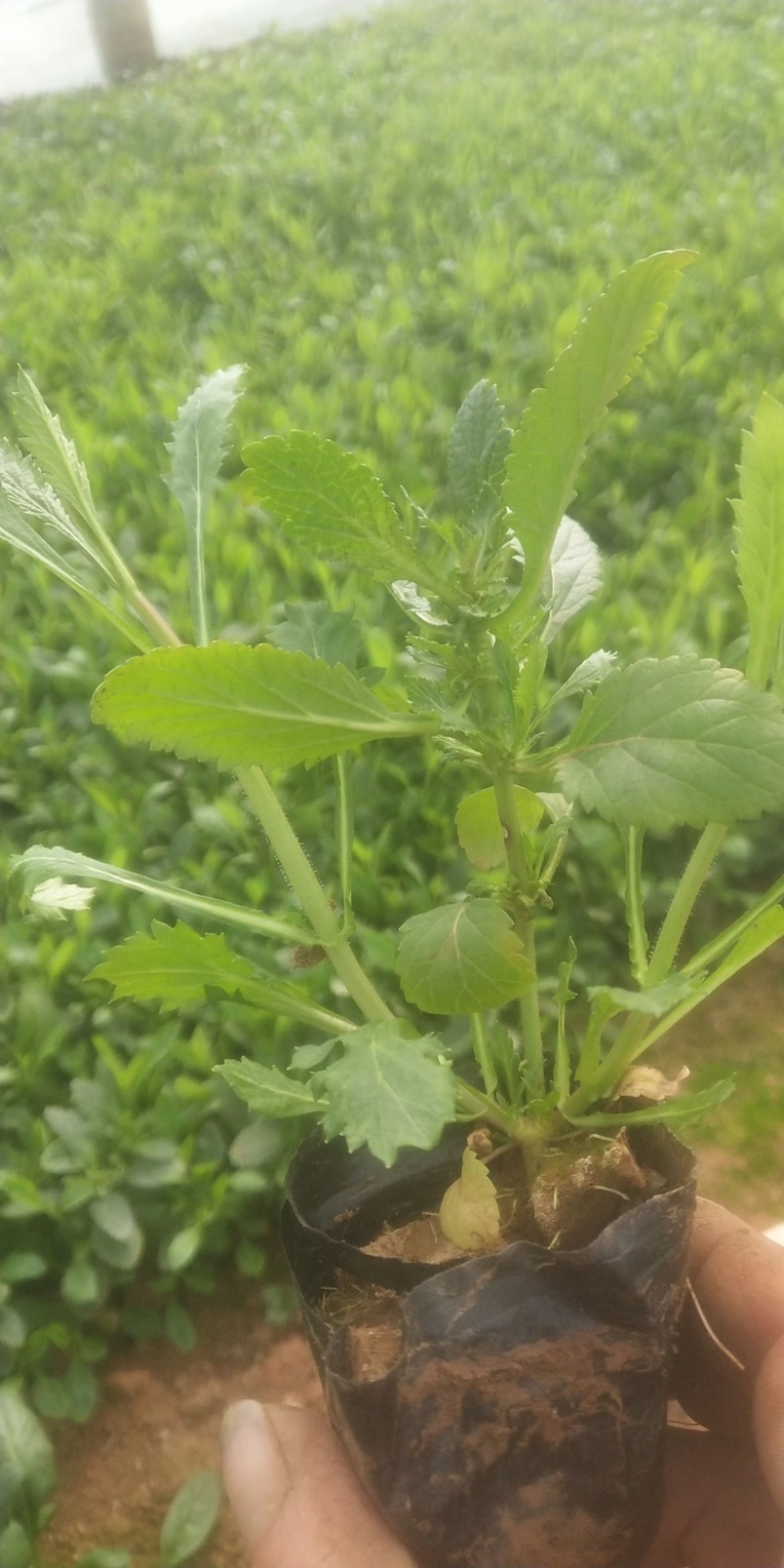 马鞭草