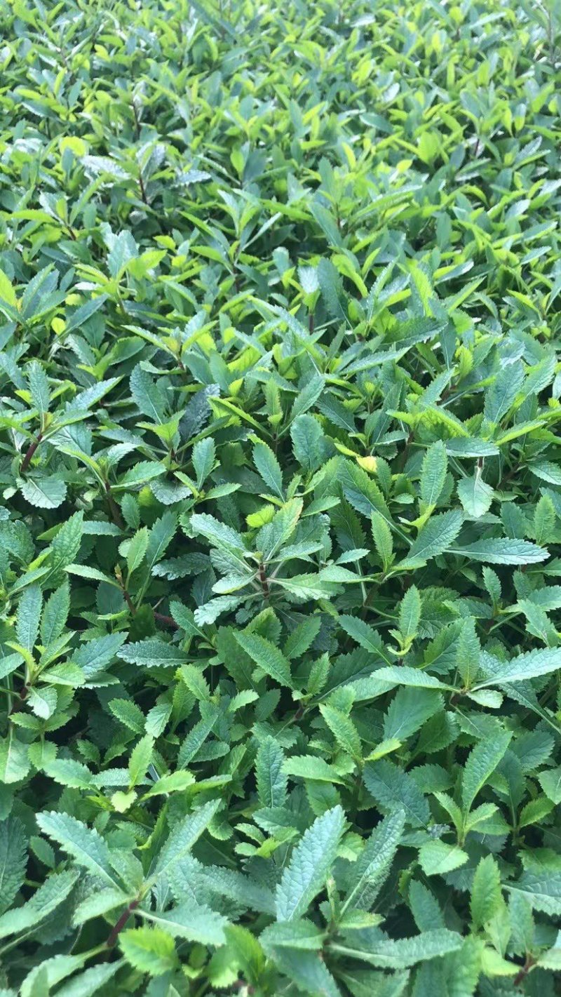 马鞭草