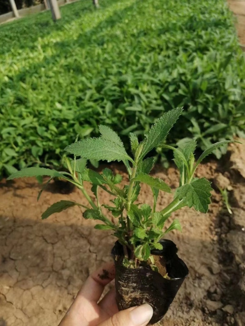 马鞭草