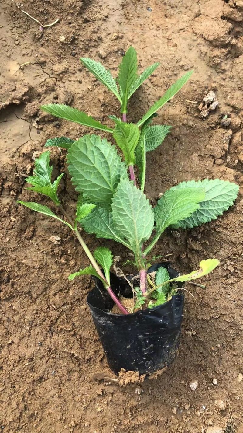 马鞭草