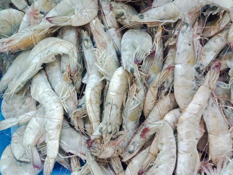 海捕大虾，20一30大虾，货量充足，产地直供，可视频看货