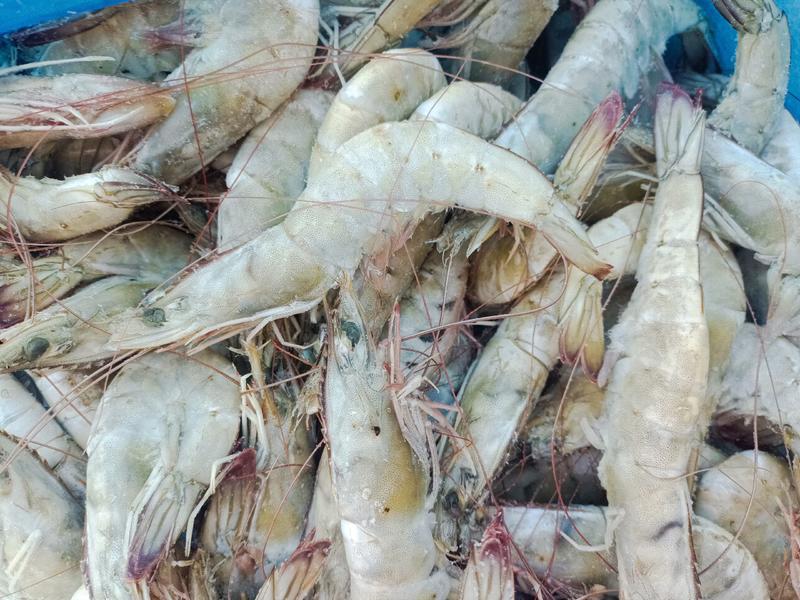 海捕大虾，20一30大虾，货量充足，产地直供，可视频看货