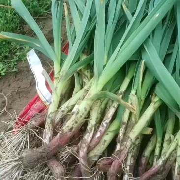 湖北红根蒜苗叶子大量供应