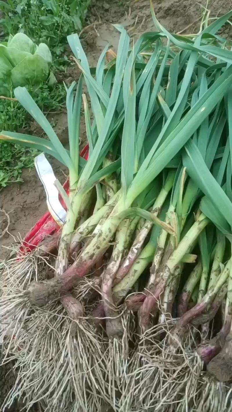 湖北红根蒜苗叶子大量供应