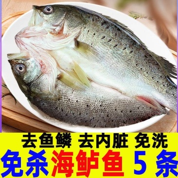 开背鲈鱼深海七星鲈鱼去鳃去鳞去内脏净鱼生鲜鱼类海鲜水产