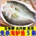 开背鲈鱼深海七星鲈鱼去鳃去鳞去内脏净鱼生鲜鱼类海鲜水产
