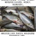 开背鲈鱼深海七星鲈鱼去鳃去鳞去内脏净鱼生鲜鱼类海鲜水产