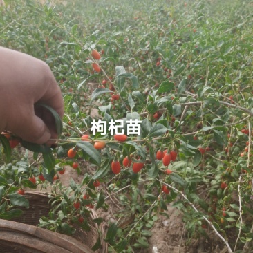 枸杞苗，枸杞树