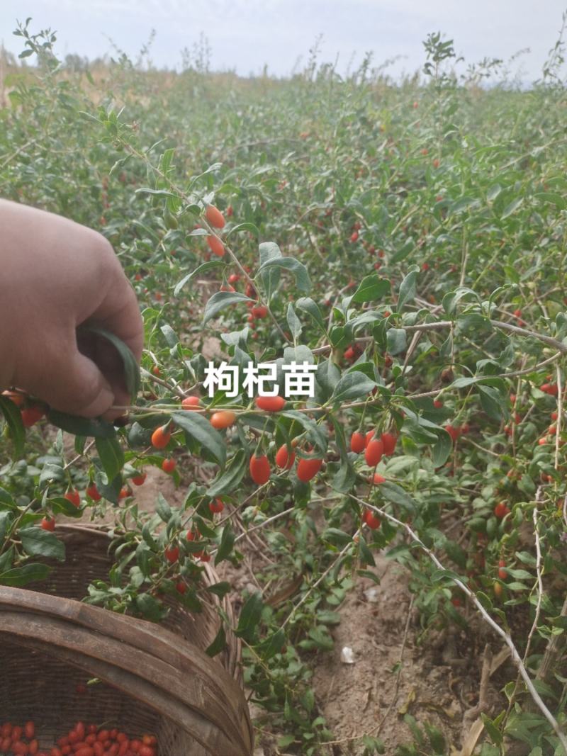 枸杞苗，枸杞树