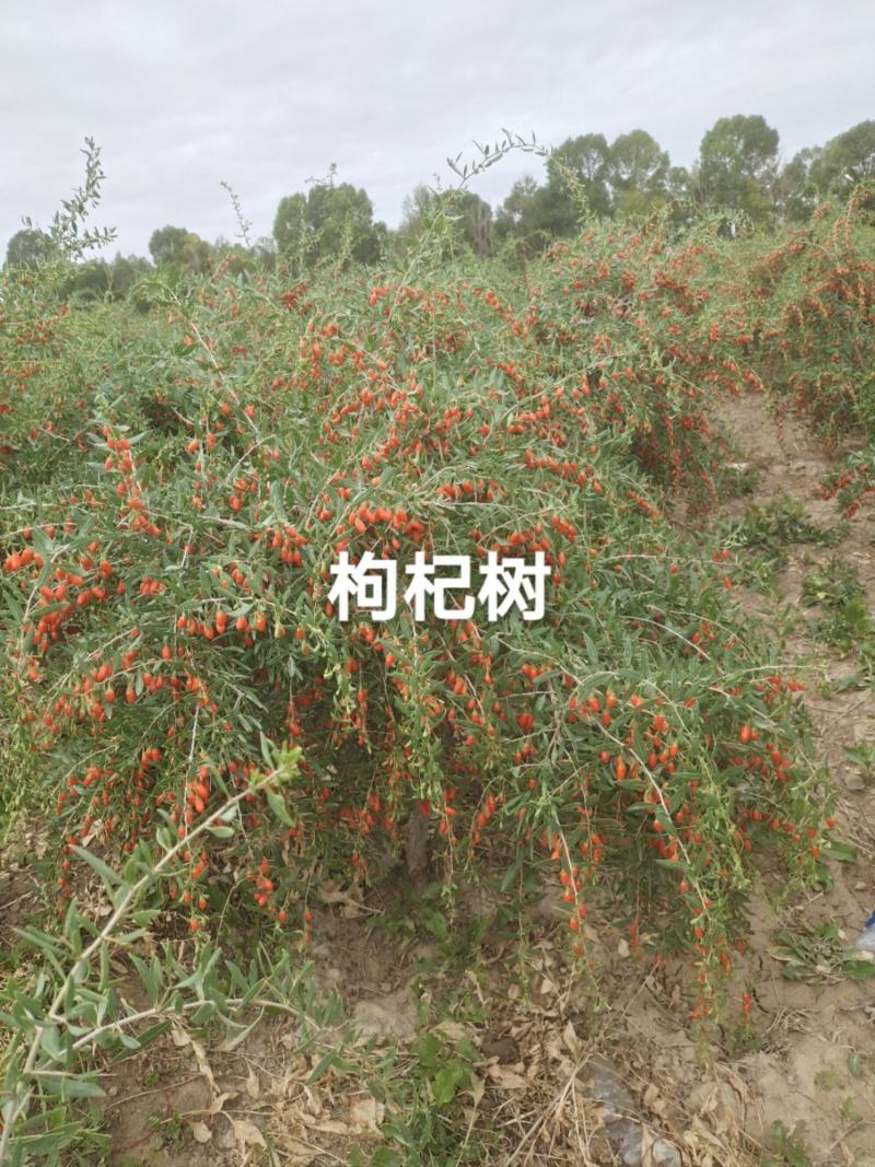 枸杞苗，枸杞树
