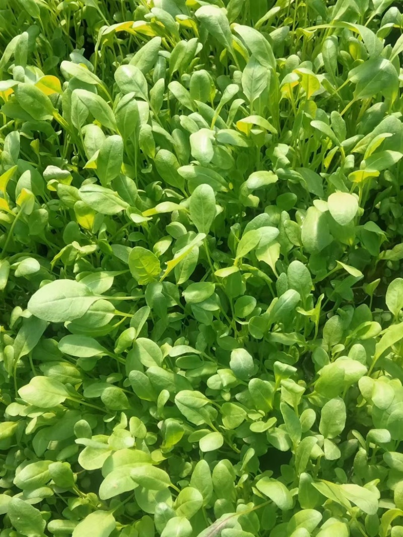月见草