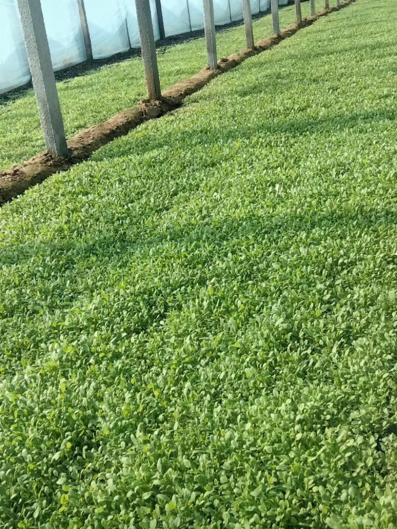 月见草
