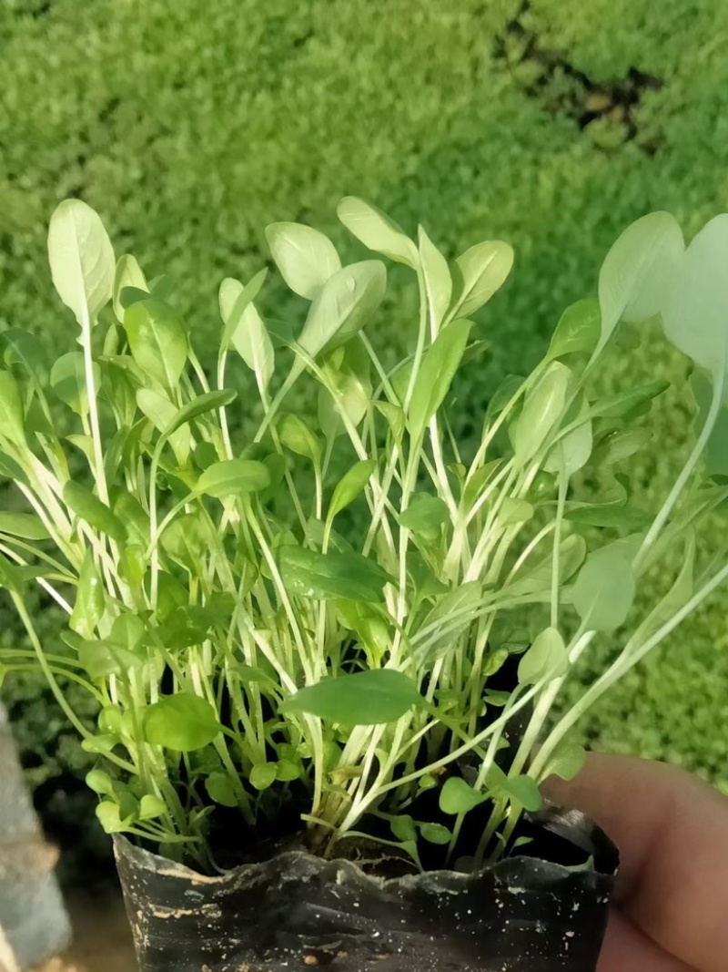 月见草