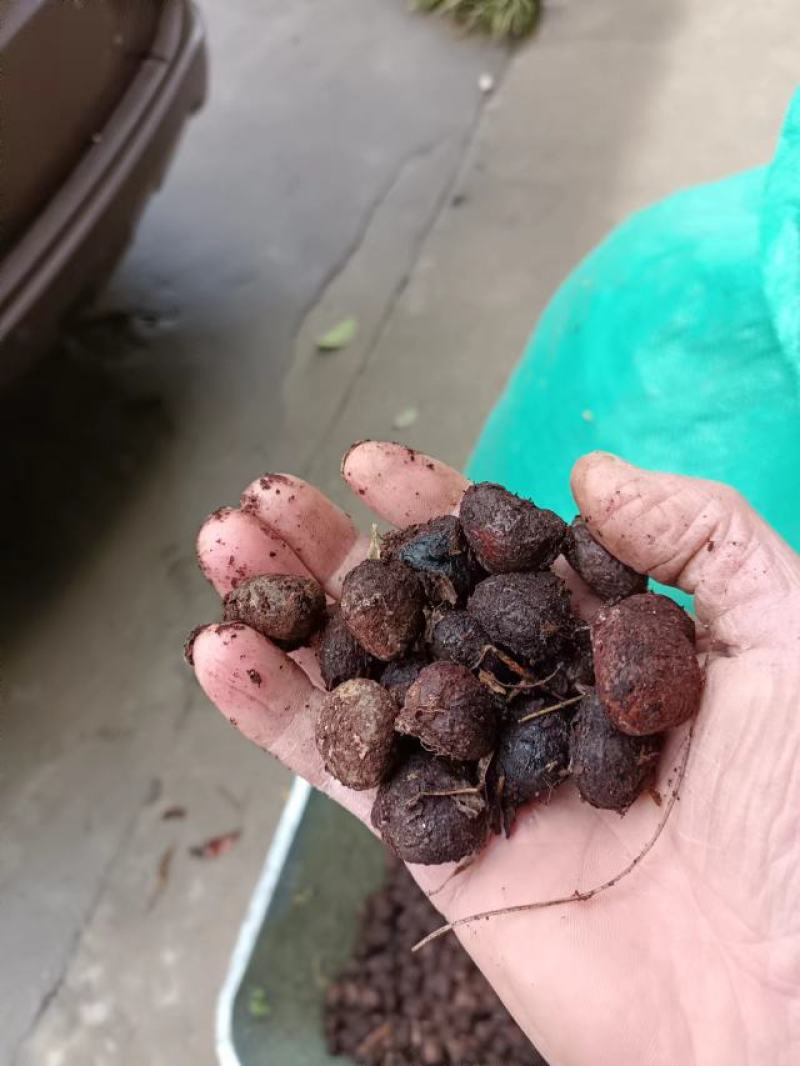 油桐籽，桐籽，湖南浏阳大量有货，价格优惠，欢迎电联采购