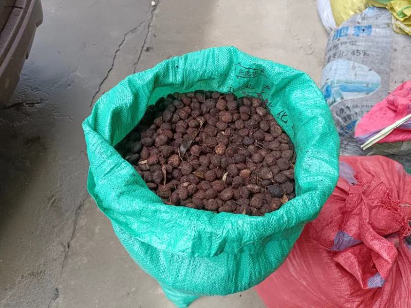 油桐籽，桐籽，湖南浏阳大量有货，价格优惠，欢迎电联采购