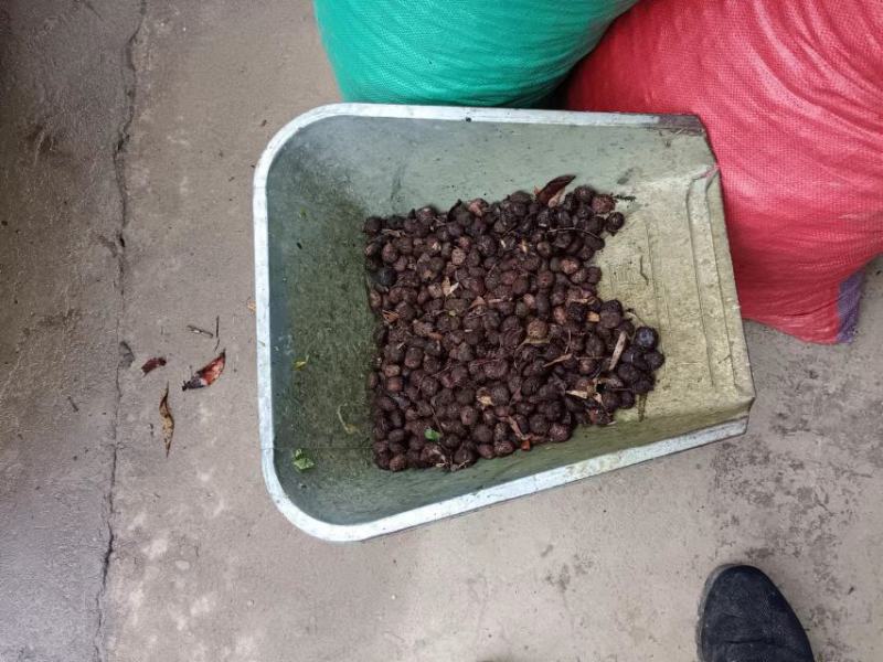 油桐籽，桐籽，湖南浏阳大量有货，价格优惠，欢迎电联采购