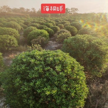 海桐球大量海桐树苗球苗工程绿化苗规格齐全
